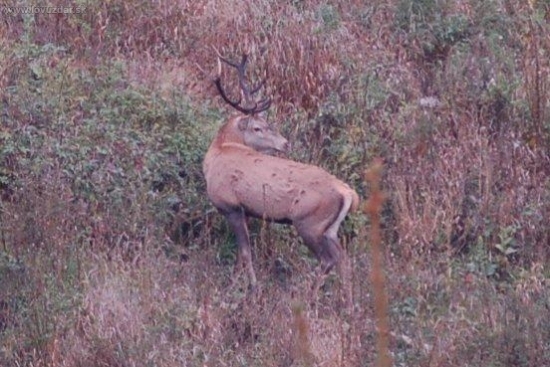 rúbanisko 2008