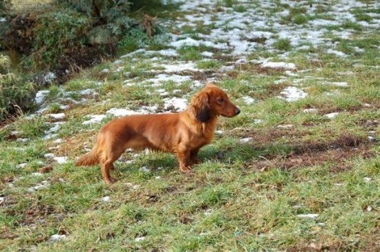 trhač diviakov fino