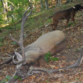 starší osmorák z nášho PZ 09/2009