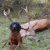 po úspešnej dohľadávke, ruja 2007