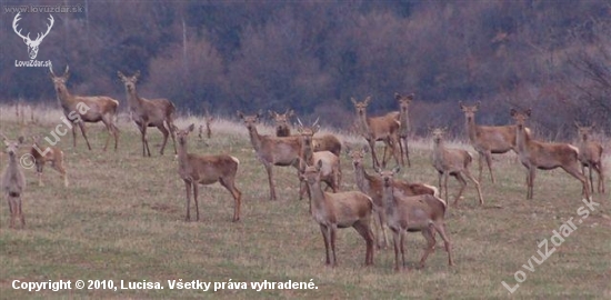 jeleničky