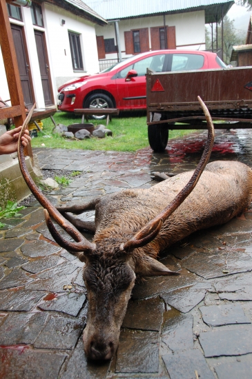 môj tretí z tejto ruje, ale tento je nájdený