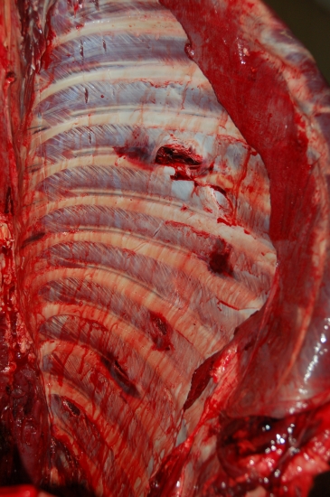 poranenie jeleňa ID 80818