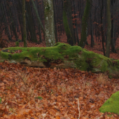 hmlisté nedeľné ráno