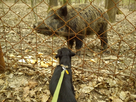 zoznámenie sa s diviakmi