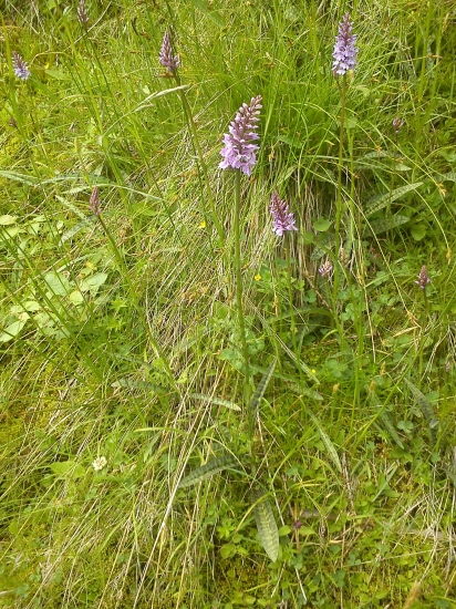 Orchidea v Alpách