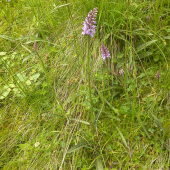 Orchidea v Alpách