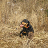 Binka