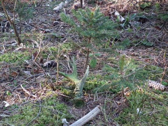 splival z machom ale.....