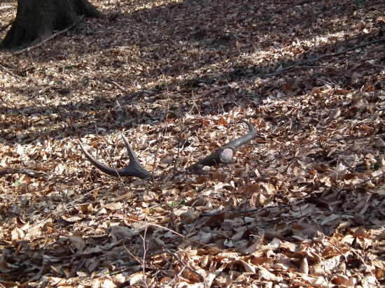 konečne prvi dvanastorak