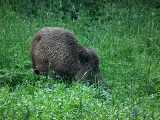 diviačica