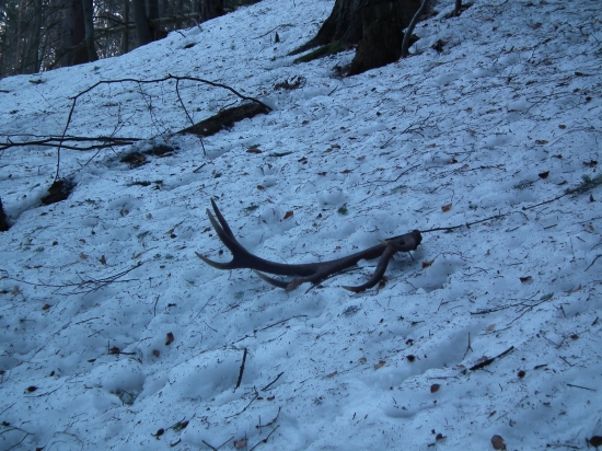 prvi 4.3nedela štrnasťtorak radosť bohovska