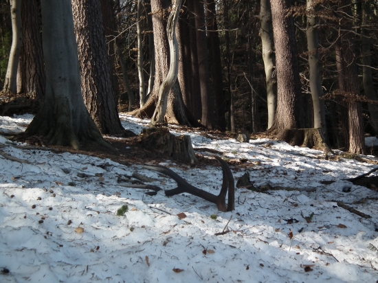 dvanasťtorak ,asi 3,5hodinypo najdeni štrnasťtoraka,vten isty den