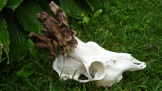 dvanástorak po uprave