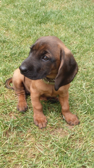 Fanny z Vlarskeho priesmyku