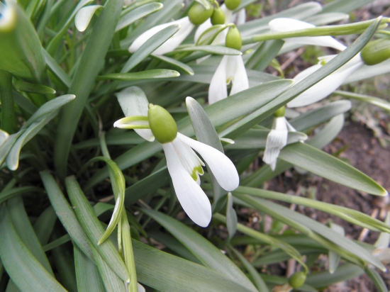 Galanthus nivalis - Snežienka jarná