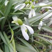 Galanthus nivalis - Snežienka jarná