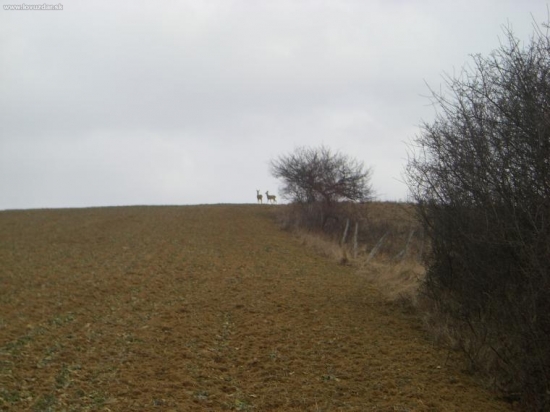srni