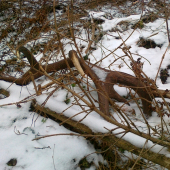 zlatý do páry zo včera, 4,25 kg