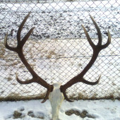 k ID: 146440, body 214,63 CIC