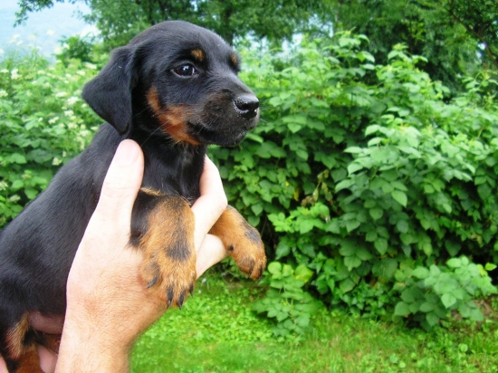 Naše šteniatko Baša z Laboreckej