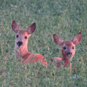 aké sú už veľké - srnčatá