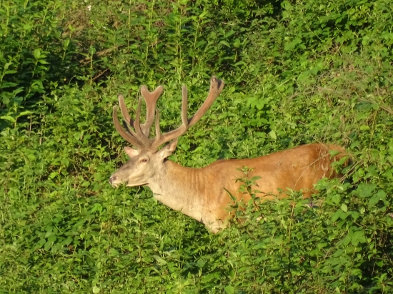 Jeleň