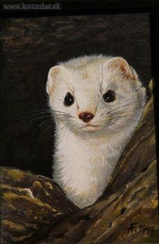 Lasička hranostaj. Akryl.