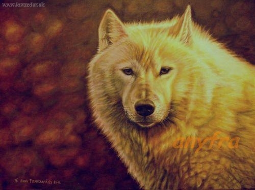 Arktický vlk. Akryl.