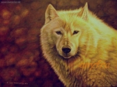Arktický vlk. Akryl.