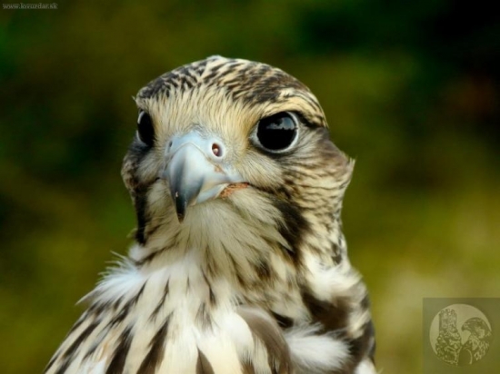 Tery *2009. (Samec - sokol rároh)