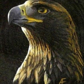 Portrét orla. Akryl.