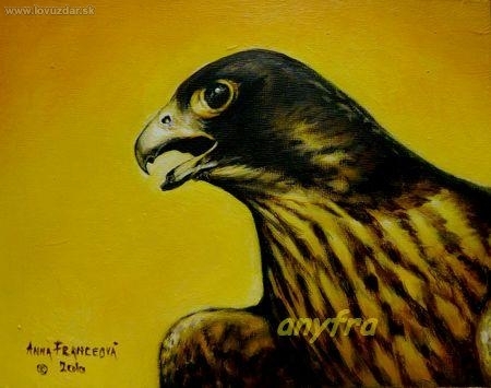 Sokol sťahovavý - mladý samec. Akryl.
