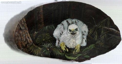 Mláďa jastraba na hniezde. Akryl.