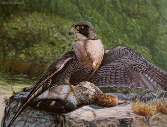 Sokol sťahovavý na koristi.  Akryl.