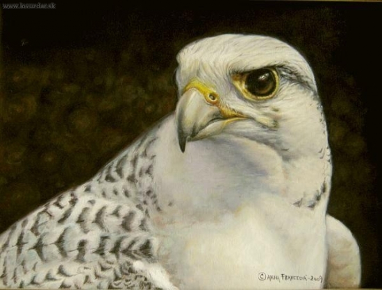 Portrét poľovníckeho sokola. Akryl.