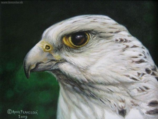 Poľovnícky sokol. Akryl.