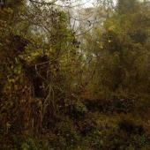 Džungla lužných lesov.