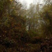 Džungla lužných lesov ll.