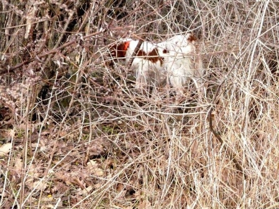 Culi vystavuje bažanta.
