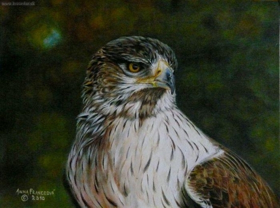 Orol jastrabovitý -