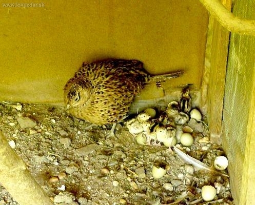 Budú bažantíky :)