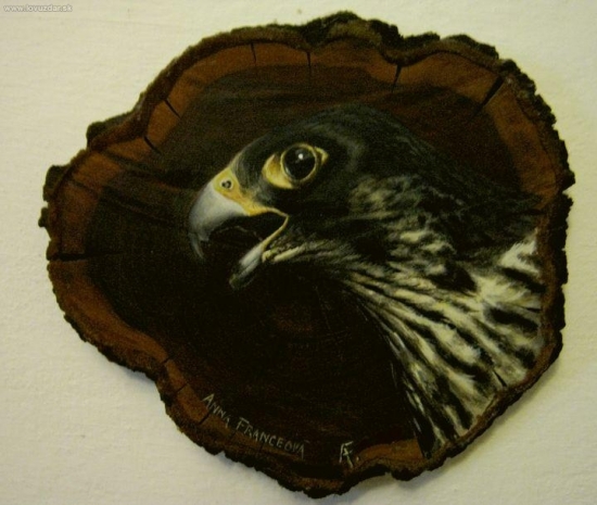 Sokol sťahovavý. Akryl na slivke.