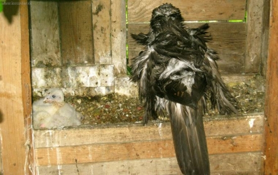 Čoki tancuje lambadu :)))