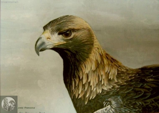 Samica skalného orla. Akryl.