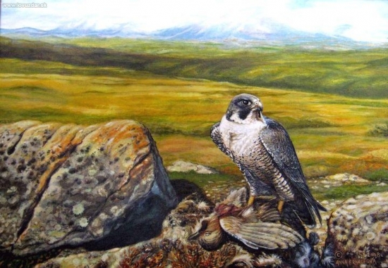 Sokol sťahovavý na koristi. Akryl.