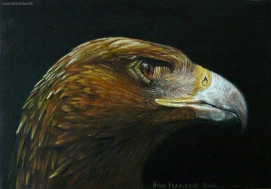 Skalný orol. Štúdia. Akryl.