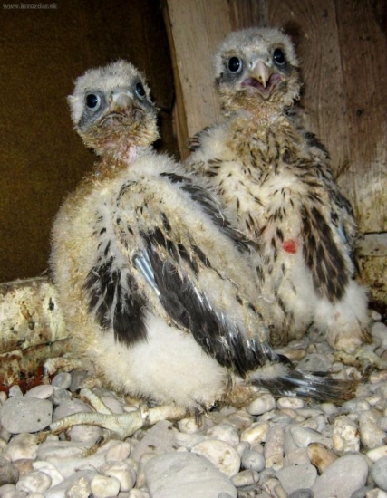 Ešte vyjašené, blbučké...:) zatiaľ...