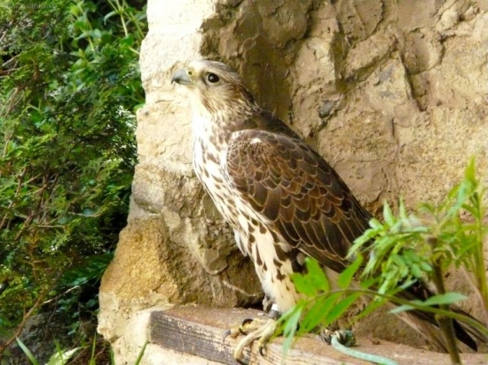 Goldy - ešte dvojfarebná.