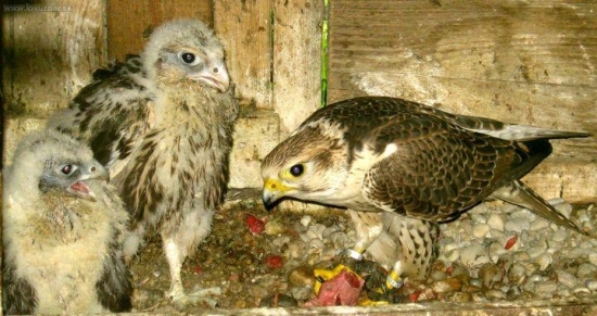 Ezanko kŕmi svoje dve dcéry.